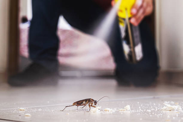 Best Cockroach Control Services  in Lyndhurst, OH